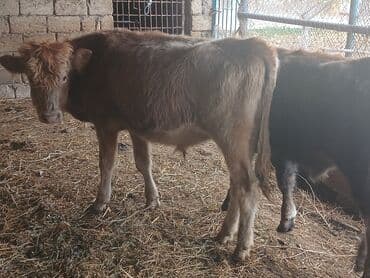 simmental inək cinsi: Məhsul: Dana (gənc iribuynuzlu heyvanlar) Təsvir: - Şəkillərdə bir — 3