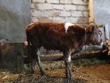 Simental tipli balaca buzov real aliciya endirm edecem hardasa 7 8 — 2