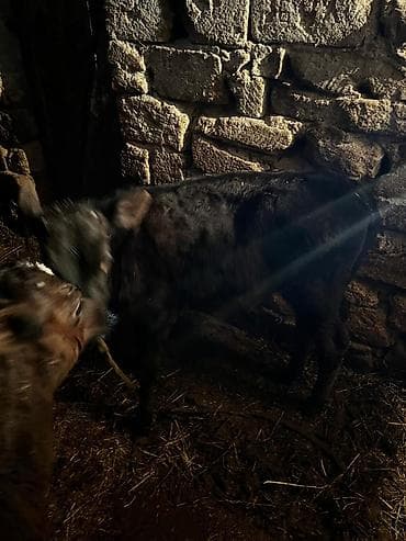 cins inək: Südlük inək — 4