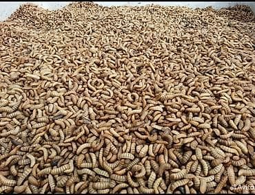 Akvariumlar: Qara əsgər milçəyi (Black Soldier Fly) sürfələri – zülal və yağla — 8