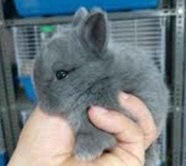 balaca pisik sekilleri: Salam.tuklu dovsanlar. boyumeyen cinsler. şirin ve uşaqlarin sevimli — 4