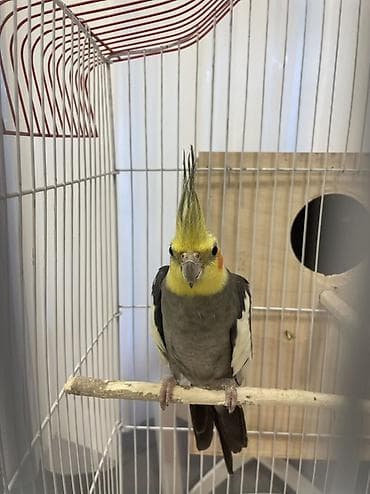 quş damı: Nimfa (Cockatiel) cütlüyü və qəfəs dəsti Məhsul təsviri: - 2 ədəd — 1