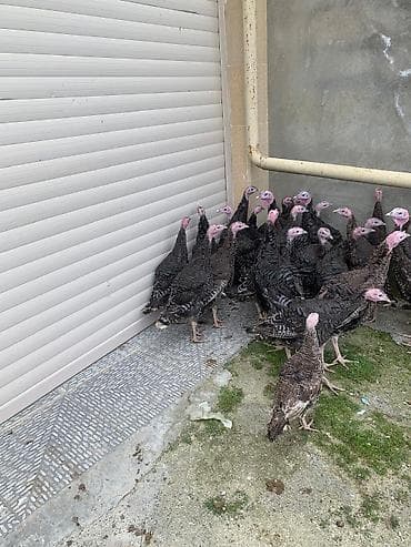 Cücələr: Məhsul: Hinduşka Amerikan bronz hər biri 30 azn Ramanada catdirilma — 1