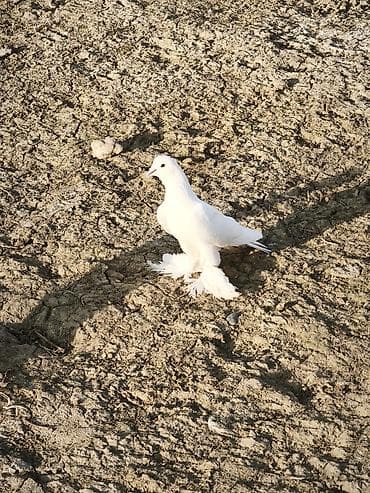 turnik burus: Iki erkək göyərçin oynaq sağlan heyvanlar — 6
