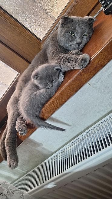 pisik yuva: Şotland yastı qulaq, Erkək — 3