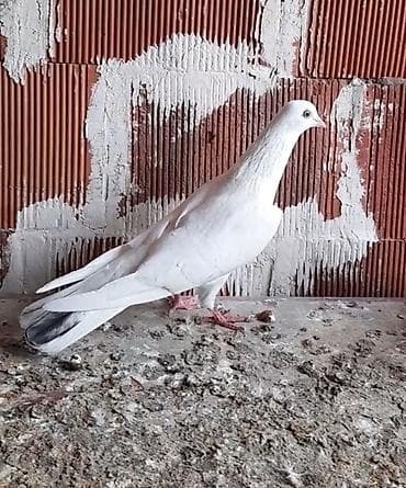 göyercin: Erkey 15 tuk tutulmadi — 2