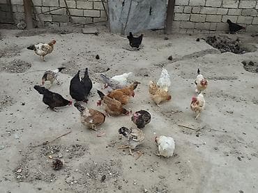 dağ toyuğu: Kənt toyuqları.19 ədəddi. İçində tükünü dəyişəndə var.Saglam — 4