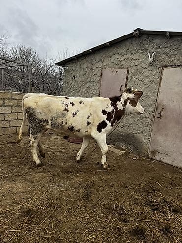 balaca it ucuz: 2 yaşı var. Doğmayıb. Boğaz deyil. Çox iri heyvandır. Hündür və — 4