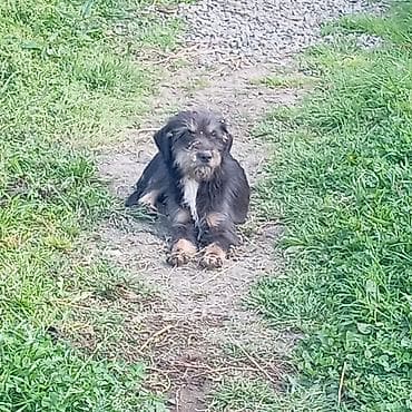 gelincik heyvan: Peyvəndli — 2