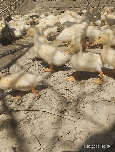 simmental cinsi: Ağ rəngli ördək balaları - Növ: yerli ağ ördək balaları (pekin tipinə — 4