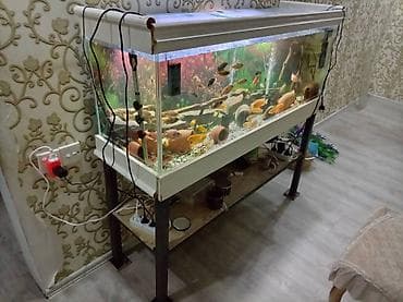 gence dovsan: Dördbucaq akvarium, Boş, 260 l — 4