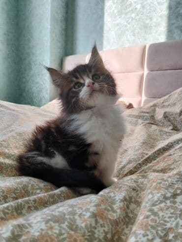 cins pisik: Meyn-kun, Erkək, Dişi, Yaxşı əllərə — 8