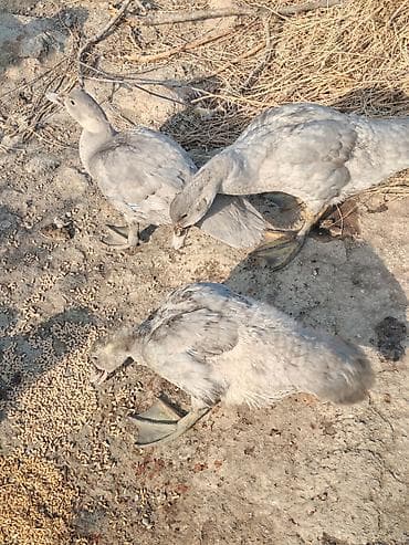 Heyvanlar: Salam az sayda qalib krasnadar zumrud ve Lavanda qiymetler boyuk ve — 9