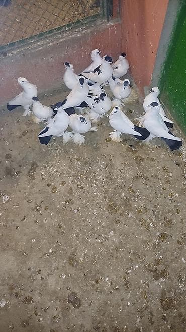 dekarativ quslar: Ağ rəngdə dekorativ göyərçinlər – saqqallı/çıtlı (başında çiçəkvari — 5