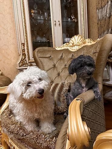 dovşan yemi: 1 ay, Dişi, Peyvəndli, Ödənişli çatdırılma — 2