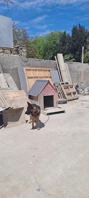 sabuncu it bazari: Alman çoban iti, 2 il, Erkek, Ünvandan götürmə — 1