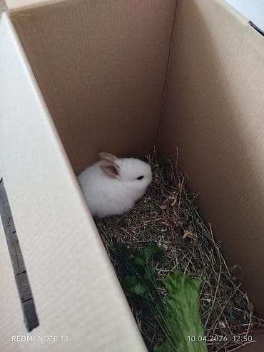 Dovşanlar: Ağ tüklü miniatür ev dovşanı - Rəng: qar kimi ağ, qulaqlarında açıq — 1