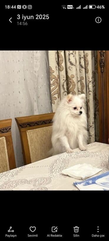 Şpitz, 7 ay, Dişi, Peyvəndli, Pulsuz çatdırılma lalafo.az -da Şpitz, 7 ay, Dişi, Peyvəndli, Pulsuz çatdırılma