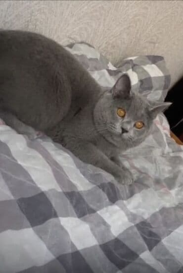 Lincoln: Британская, Самец, Для вязки, Самовывоз — 4