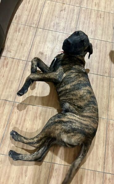 kangal iti haqqinda melumat: Brindle naxışlı, orta-böyük ölçülü it - Rəng: pələng (qəhvəyi-qarışıq — 4