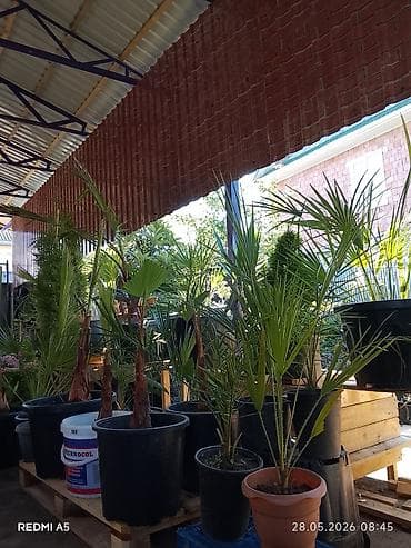 bag gulleri: 📲050 590 41 46 🪴 Gül Ağacların 🌴 🚚Sifarişi Bütün Bölgələrə Səliqəli — 4