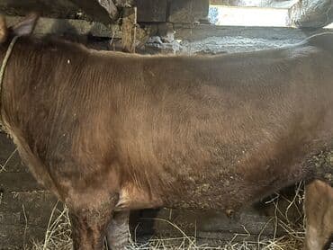 ətlik inək cinsləri: Erkək, il: 1, 100120 kq, Damazlıq, Ətlik, Ünvandan götürmə — 5