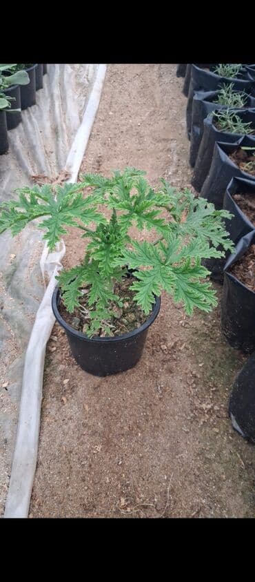 ivan mariya gulu: Məhsul: Saksıda ətirşah (Pelargonium graveolens) – ətirli, parçalı — 2