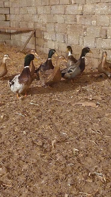 Птицы: Məhsul: yaşil baş ördək dişiler yumurtlayir halhazirda 10 deneye — 2