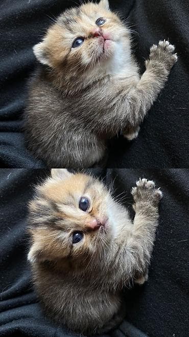 maine coon azerbaycan: Britan, Dişi — 1