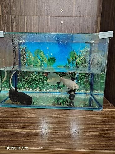 Akvariumlar: Qızıl balıq, Sülhsevər — 2