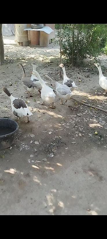 avcarka type 1: Qaz sürüsü – yerli qarışıq rəngli (ağ, boz və qəhvəyi ləkəli) ırqlar — 2