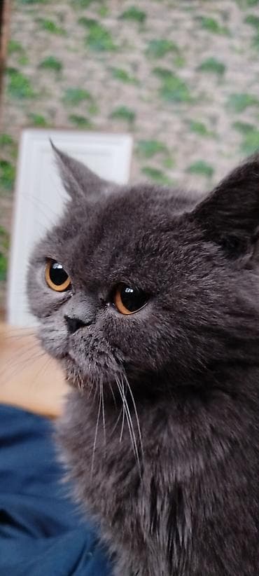 şotland pişiyi pulsuz: Ekzot, Dişi — 5