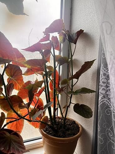 beqoniya bitkisi: Begoniya (angel qanadı) otaq bitkisi – dekorativ yarpaqlı - Növ — 1