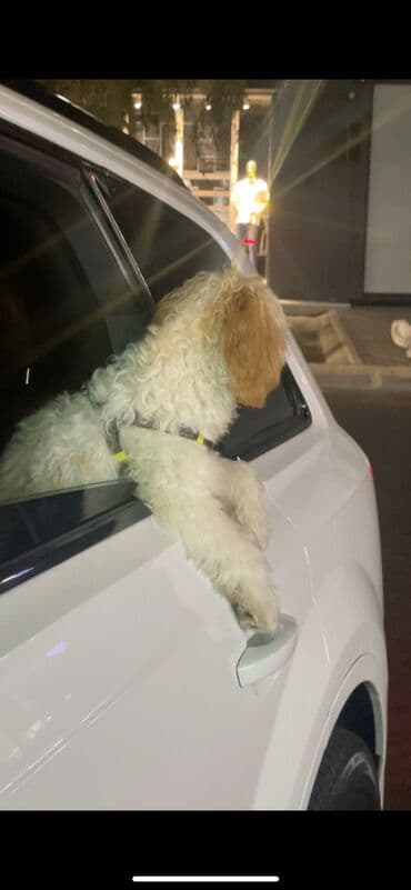 it satişi: Pudel, 7 ay, Erkek, Sənədli, Ödənişli çatdırılma, Ünvandan götürmə — 6