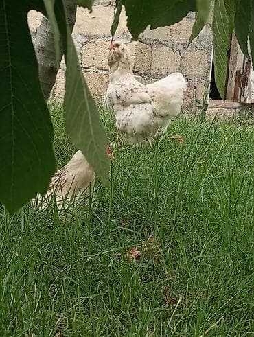 toyug cücə: Toyuq, Brama, Damazlıq, Ödənişli çatdırılma — 2
