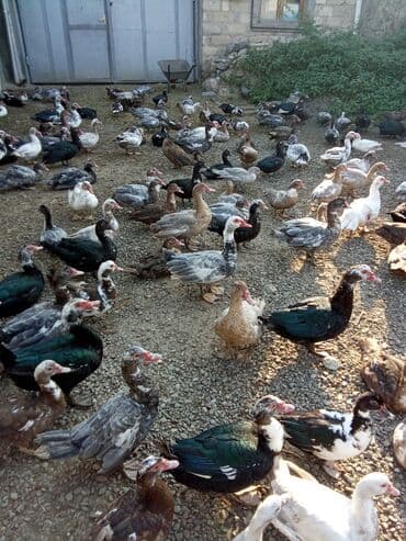 Inəklər, öküzlər: Muscovy ördəkləri (hind ördəyi) – müxtəlif rəngdə və yaş qruplarında — 7