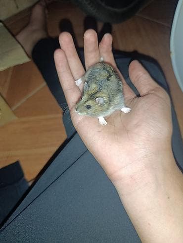 it qovan cihaz: Cırtdan hamster (cücə ölçülü, qısa quyruqlu) – ailəvi ev heyvanı - — 2