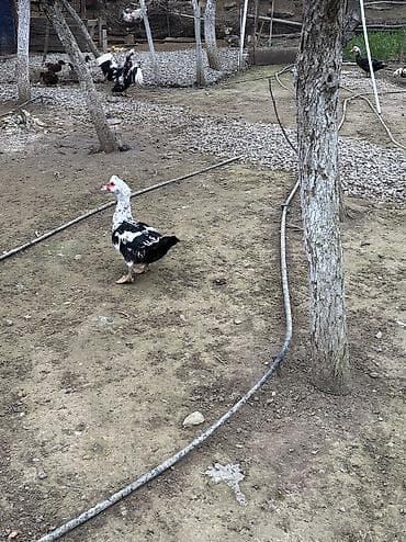 Птицы: Ordekler 15 azn — 1