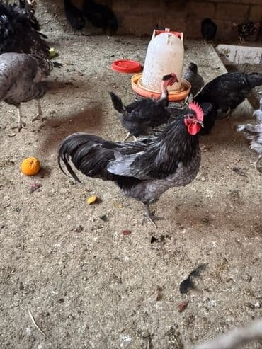 qız pişik adları: Xoruz, il: <1 — 3