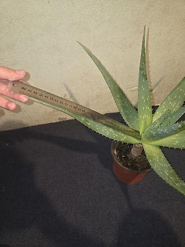 Aloe vera dekorativ otaq bitkisi – saksıda - Növ: Aloe vera