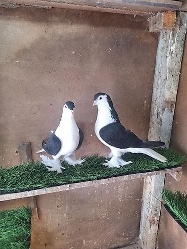 Heyvanlar üçün mallar: Hazır Cüt Bala Verən Çütlərdi Bala Almışam Özləri Kimi Təmiz Bala — 5