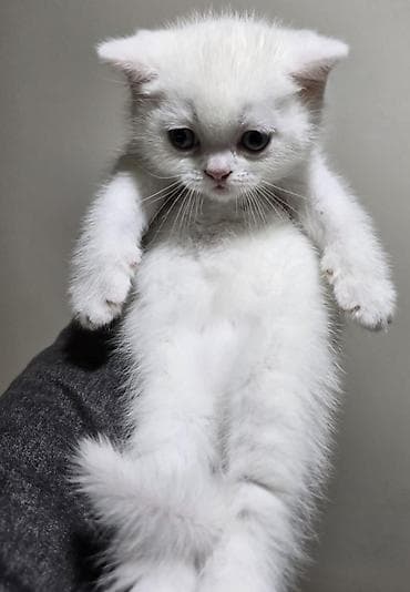 mustanq heyvan: Britan — 2