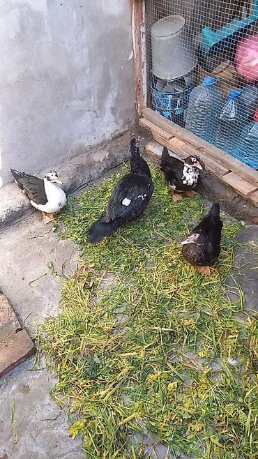 ördekler: Salam lal ordek satiram 4 denedi biri xoruzdu 3 dişi xoruzu 30 azn di — 3