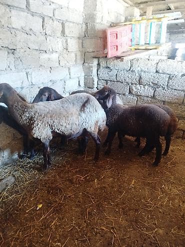 əl meymunu: Qoyun sürüsü – 6 baş Salam təmiz qala qoyunları. iki ana qoyun dörd — 5