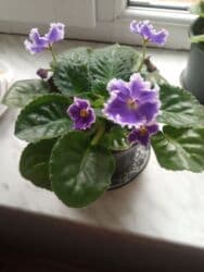 bənovşəyi gul şəkilləri: Bənövşə (Afrika bənövşəsi) – bənövşəyi çiçəkli, xırda dalğalı ləçəklər — 2