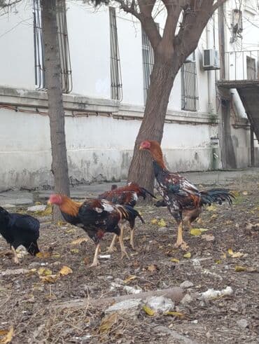 rahibə toyuqları: Toyuq, Damazlıq — 2