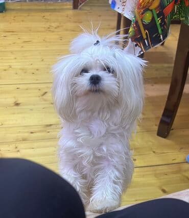 Malta bolonka, 1 ay, Erkek lalafo.az -da Malta bolonka, 1 ay, Erkek