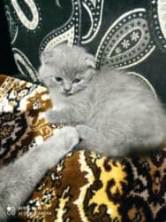 Информатика: Шотландская, Самец, Самка, Самовывоз at lalafo.az — 4 Информатика: Шотландская, Самец, Самка, Самовывоз — 4