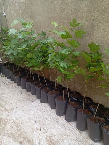 çiyələk şitilləri: Məktəb həyəti, bağ və parklar üçün dekorativ ağac fidanları - Növ — 3