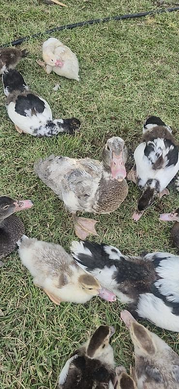 Утки: Muscovy (indi ördəyi) balaları satılır - Cins: Muscovy/indi ördəyi - — 9